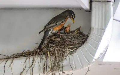 bird's nest on gutter of kentucky home