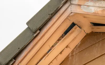 bird nest in eaves of home