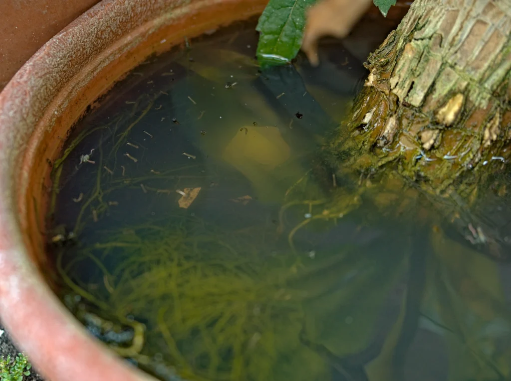 A planter pot with standing water and moss covering the surface.