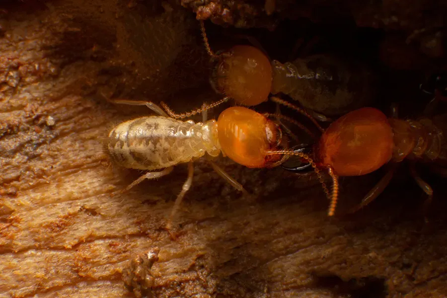 Extreme close-up of two termites on a textured wood surface; one worker with a translucent white body and one soldier with a larger orange head and mandibles.