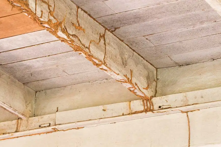 Network of termite mud tubes running along a concrete support beam and wooden floor joists in a building's crawlspace.