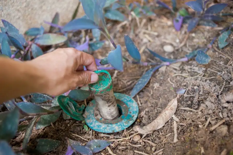 A hand removing a cylindrical termite bait tube from a green in-ground station located in garden soil surrounded by purple-leafed plants.