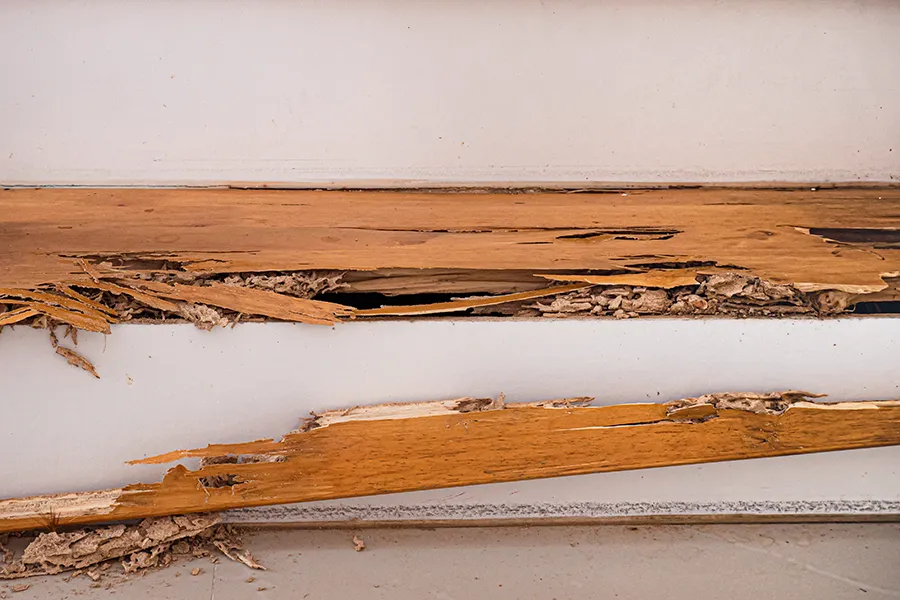 Close-up of severe termite damage on a wooden baseboard, showing hollowed-out wood grain and accumulated debris against a white wall.
