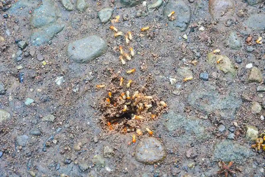 Macro view of several subterranean termites with orange heads emerging from a small hole in damp, rocky soil.