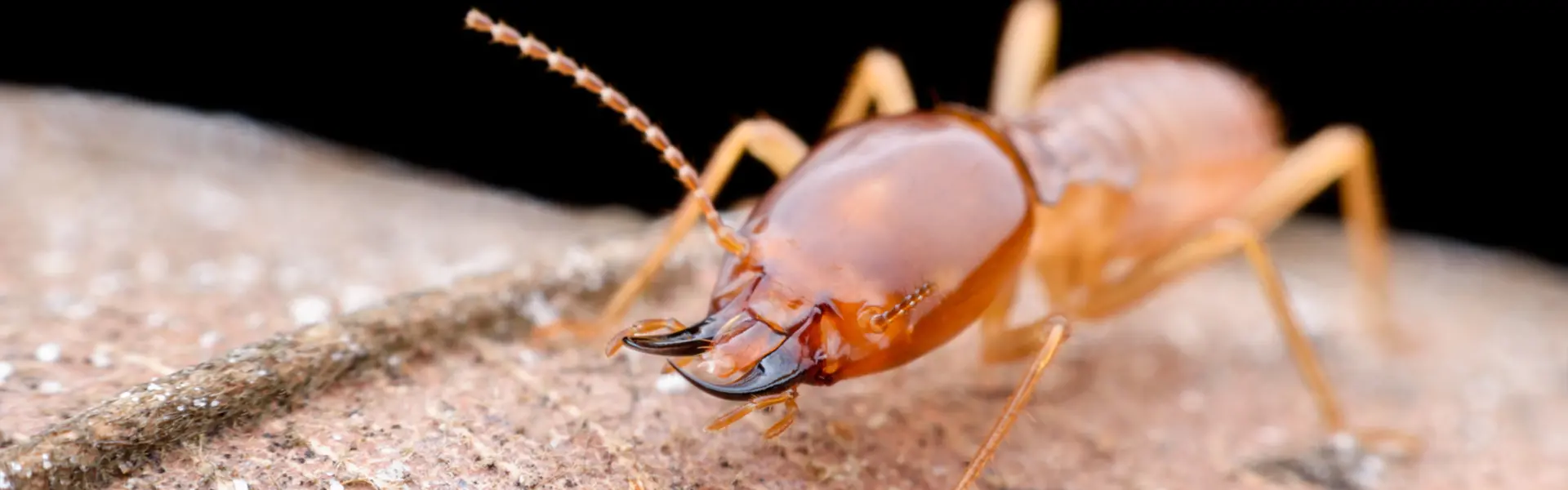 Extreme macro wide-angle shot of a termite soldier showing its large orange head, segmented antennae, and sharp black mandibles.