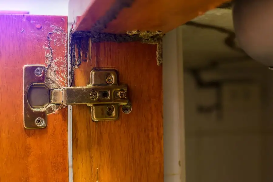 Close-up of termite mud and debris accumulating around a metal cabinet hinge on a wooden door.