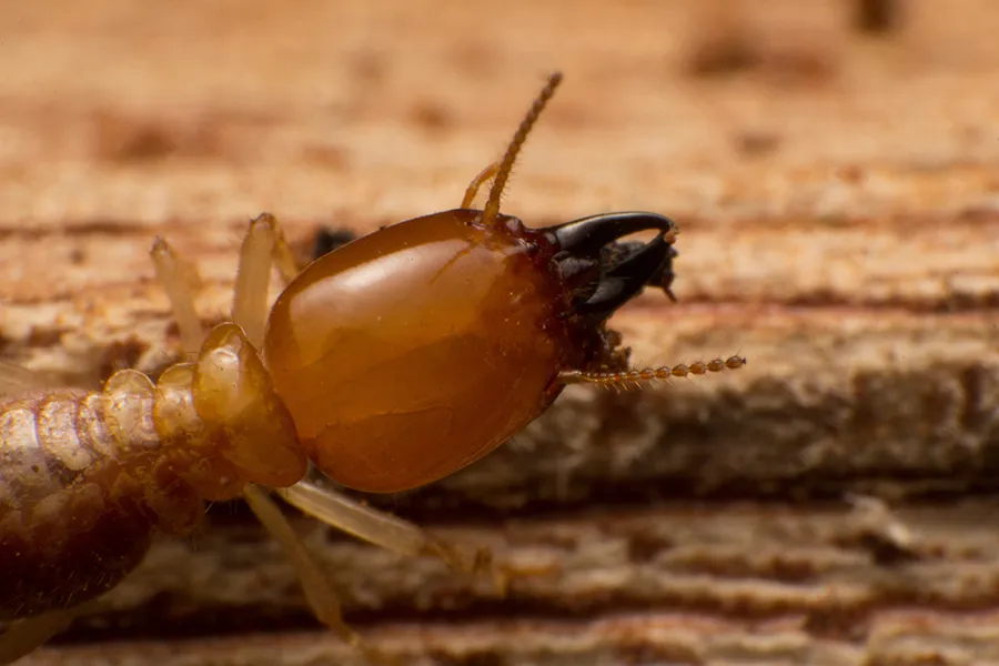 Close up of a termite crawling on a piece of wood