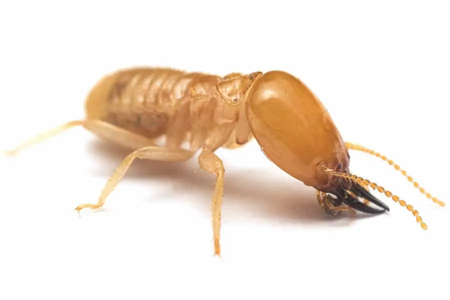 A close-up, detailed macro photograph of a worker termite on a white background