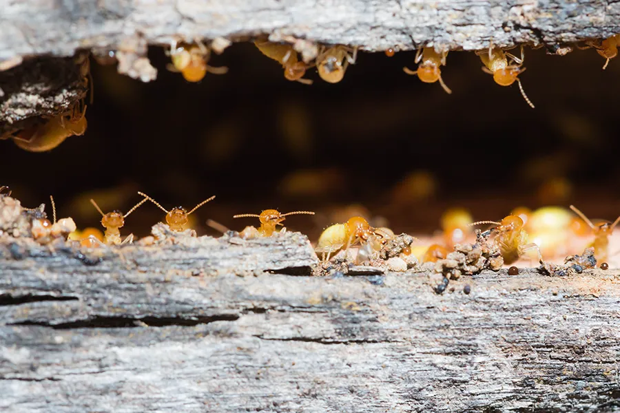 A group of winged termite swarmers with long, translucent wings congregating on a bright surface during a spring emergence.