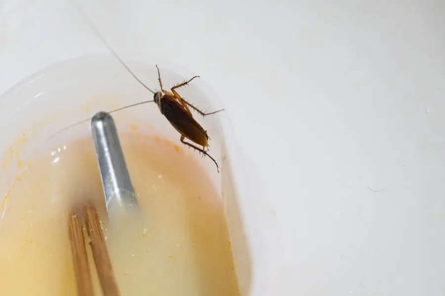 A brown cockroach perched on the rim of a clear plastic container containing a yellowish liquid, used for pest monitoring.