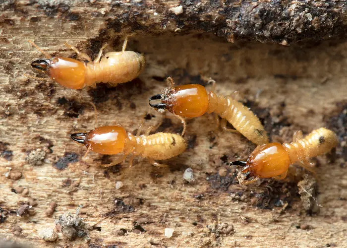A closeup of termites destroying wood