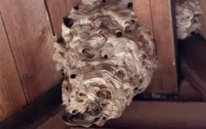 European hornet nest under roofline of Indiana house