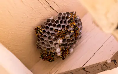 paper wasp nest under eaves of illinois home