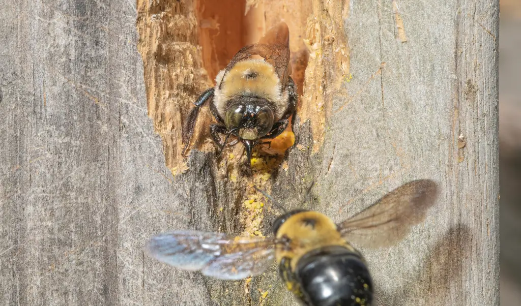 Two large carpenter bees at a nest entrance tunneled into a weathered wooden post