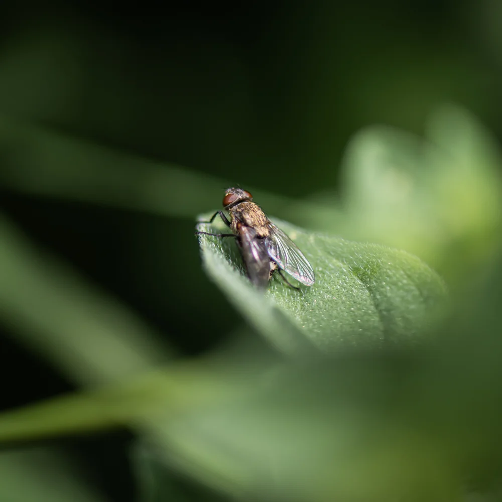 A fly resting on a green leaf, highlighting the outdoor pests managed by Action Pest Control’s specialists.