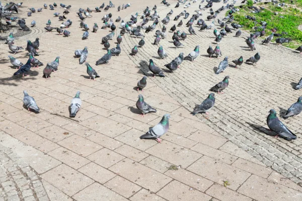 A flock of pigeons walking on a paved walkway in Evansville Indiana
