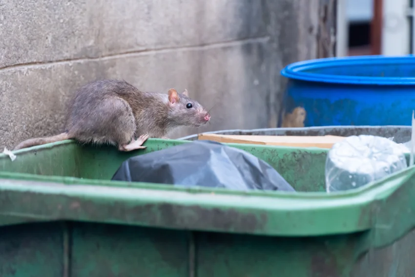 A large rat sitting on top of an open green trash can outside