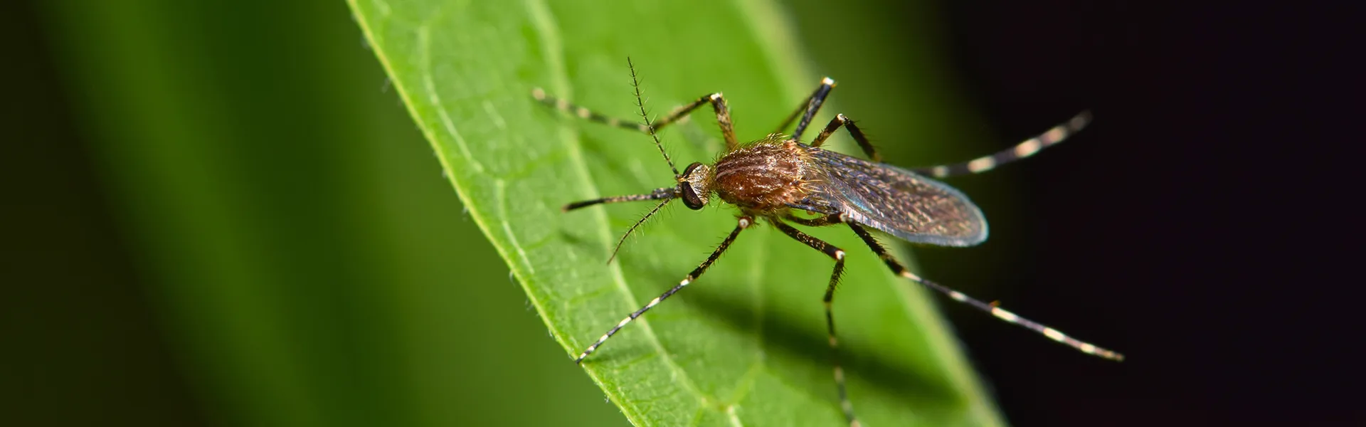 Close up of a mosquito on a leaf