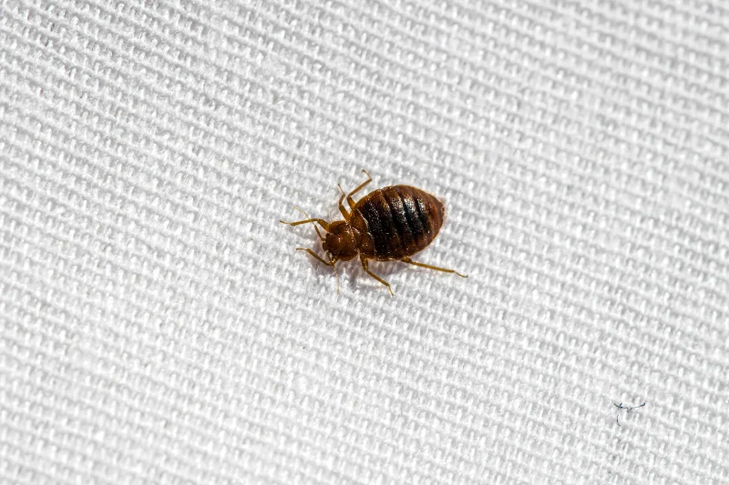A close up of a bed bug in a Indiana healthcare facility serviced by Action Pest Control