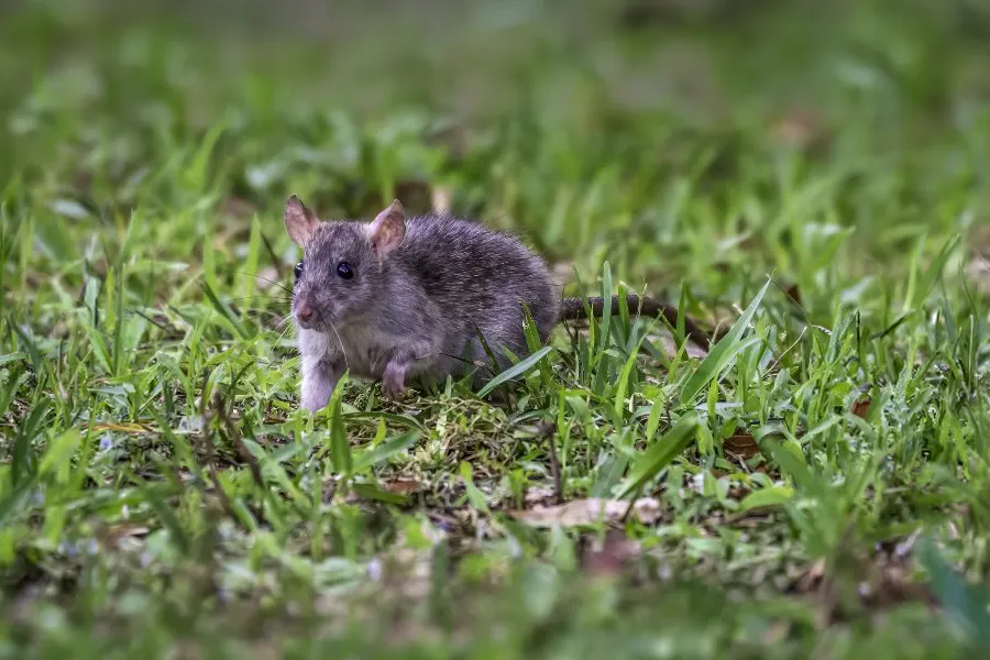 A wild rat foraging in green grass, demonstrating the importance of keeping rodents out of your yard.