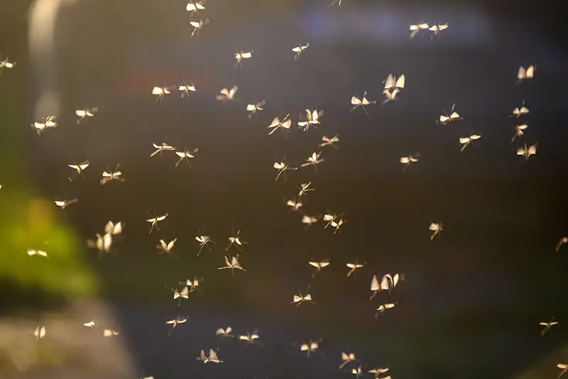 Swarm of mosquitos in an open field in Florida.