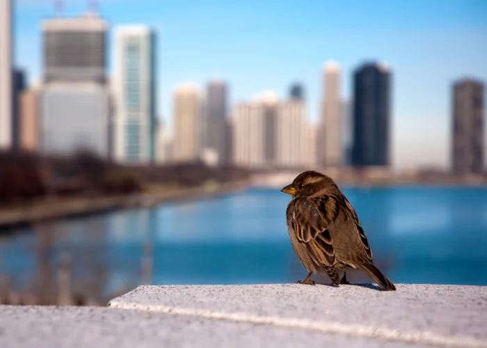 Lone small sparrow perching on a concrete ledge with a blurred city skyline and waterfront in the background.