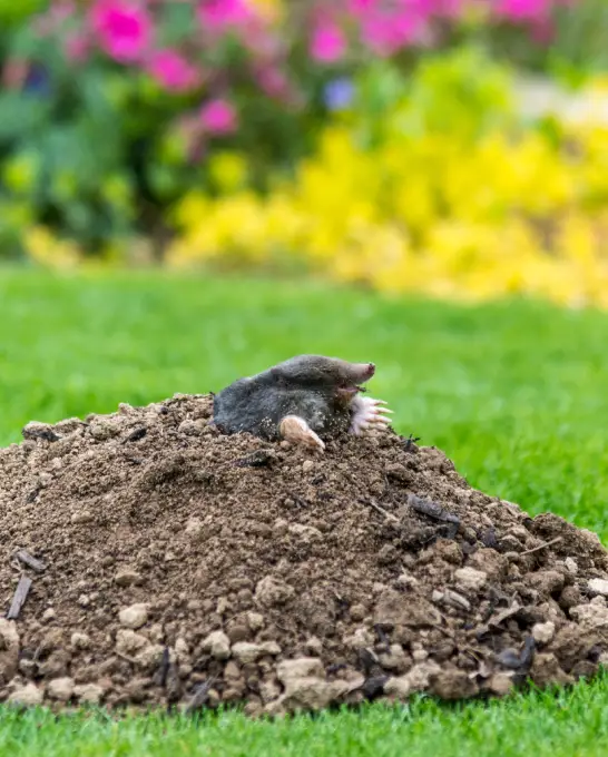 georgia mole tunneling under vibrant flower garden before mole removal service