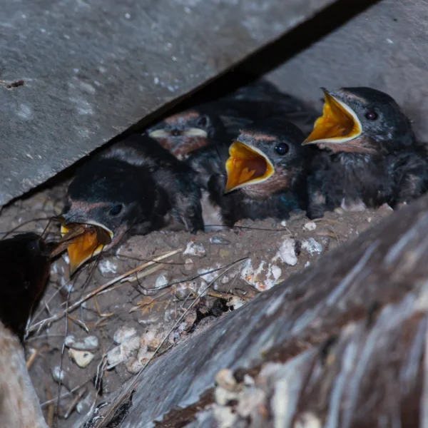 Group of baby birds with wide-open yellow beaks waiting to be fed in a mud nest under a roof structure.