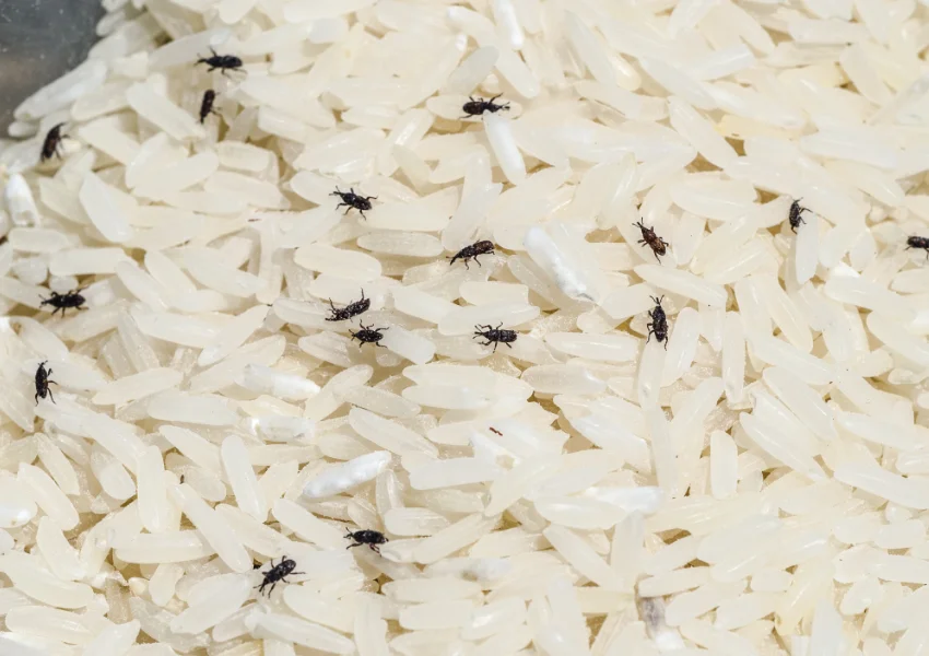 Overhead close-up view showing multiple tiny black rice weevils crawling across a mound of dry white rice.