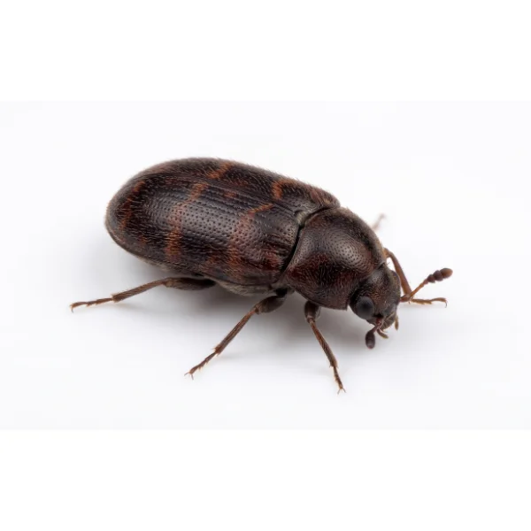 Dark brown Warehouse Beetle against a solid white background.